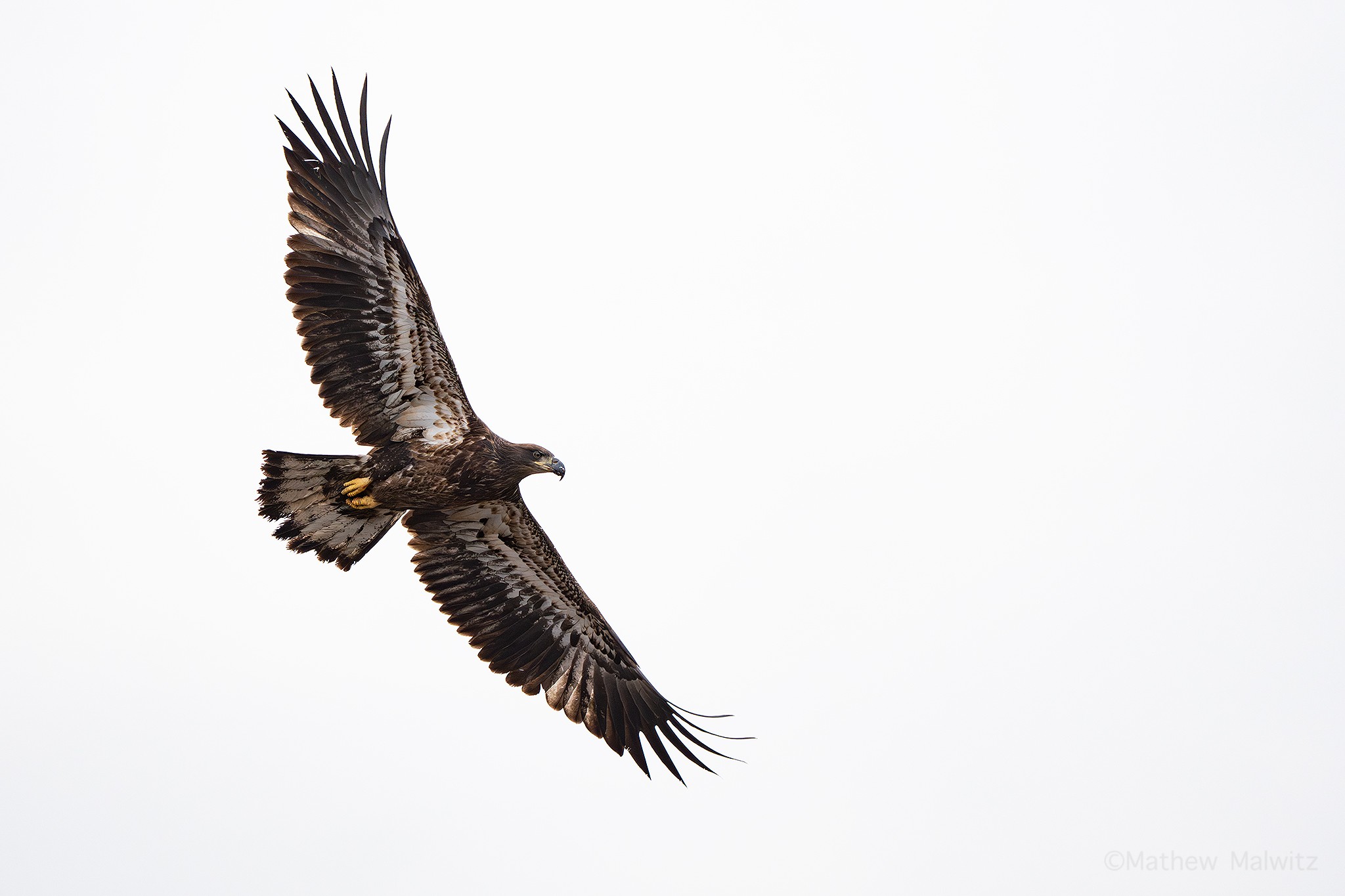 A juvenile Bald Eagle against white sky is one of the easier subjects to find in the viewfinder, but a barn swallow zipping by at full speed is different story