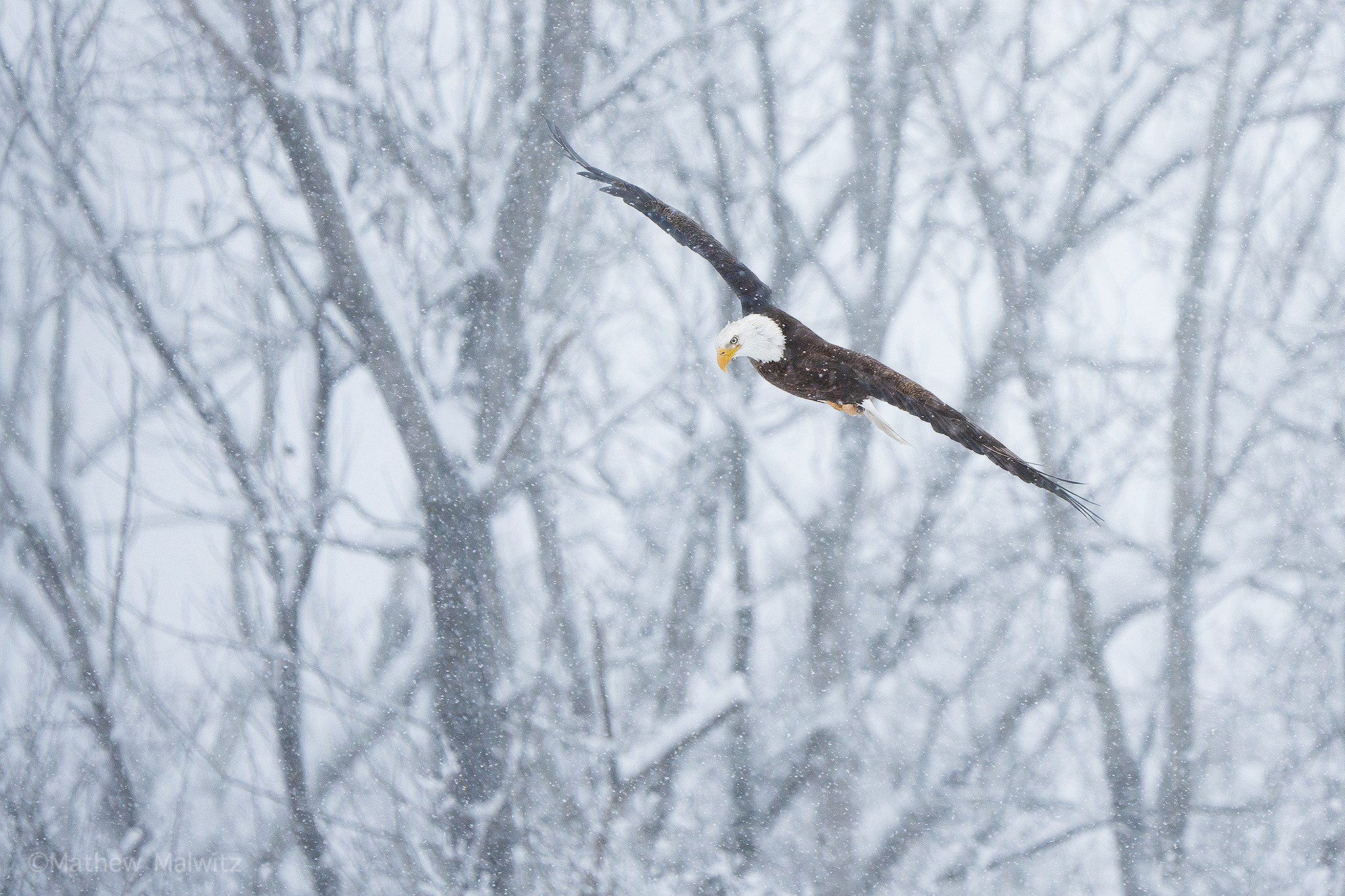 Eagles tend to look where they intend to fly, or in this case, hunt. These glares can give us an indication of where the bird plans on going but watch the wings. The angle of this bird shows that it’s banking towards the photographer, while it looks for food below.