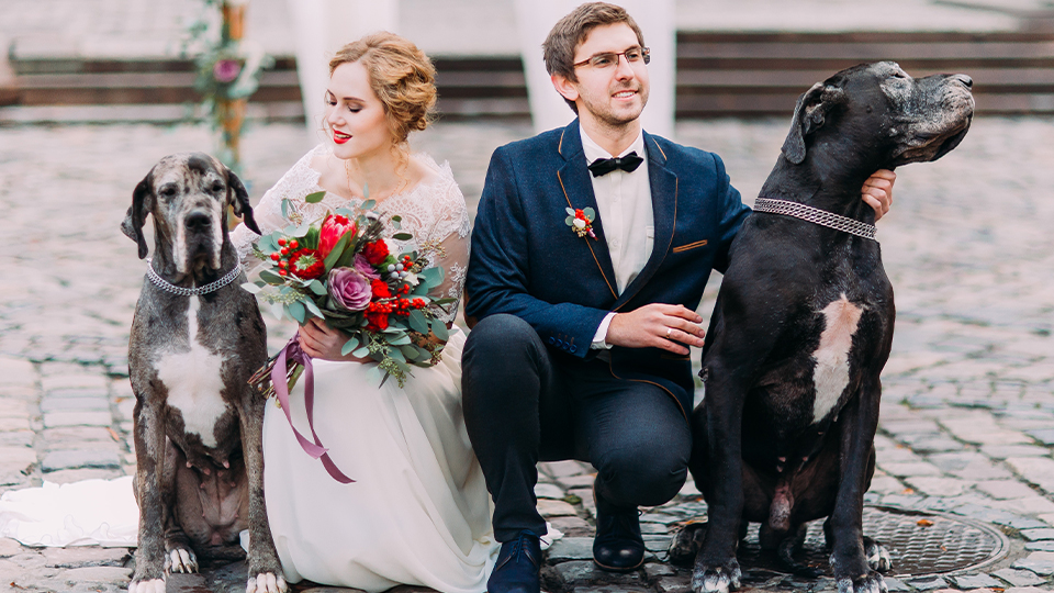 Wedding portrait with dog