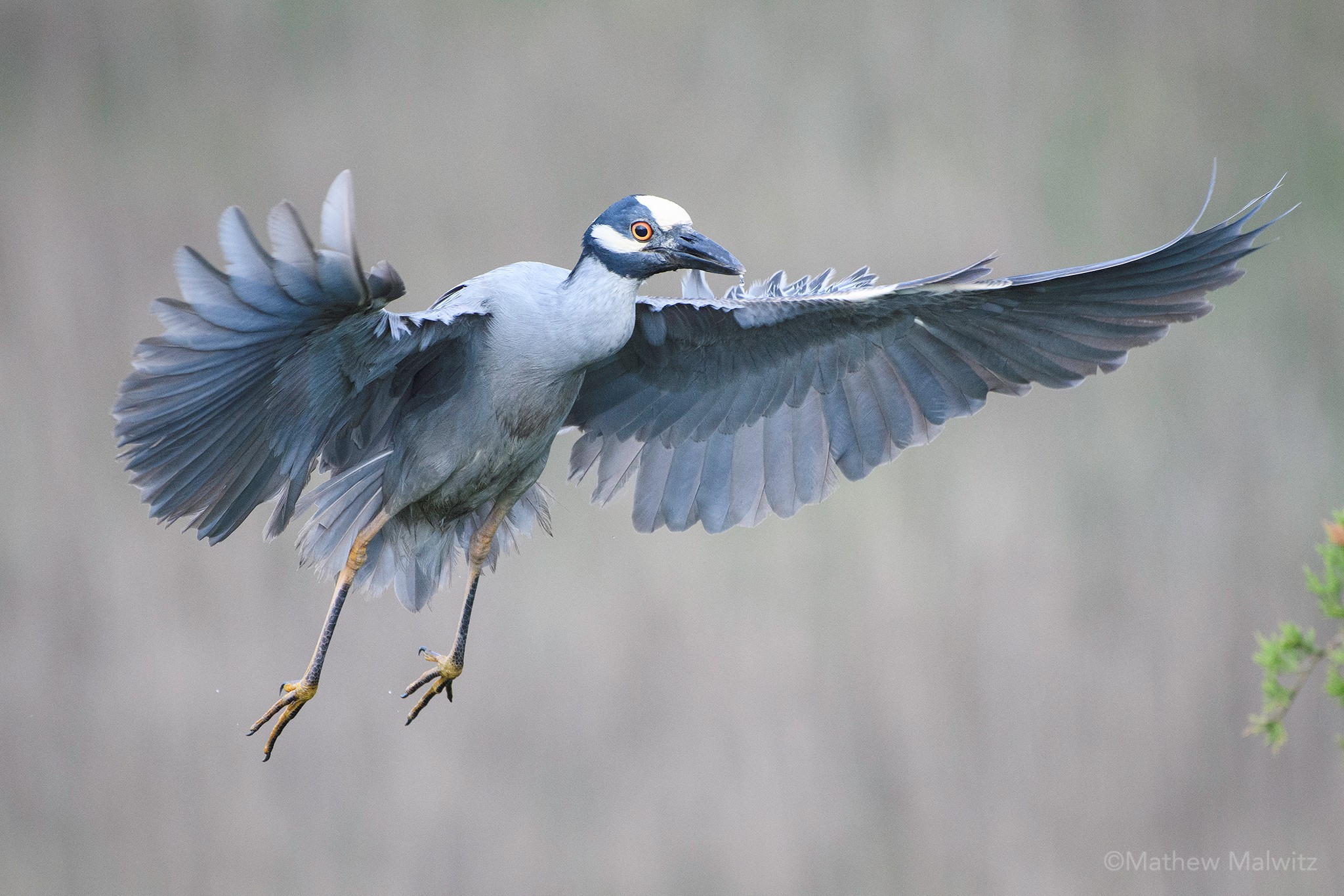 Wings forward and legs down is a great pose to capture, so long as the light allows it