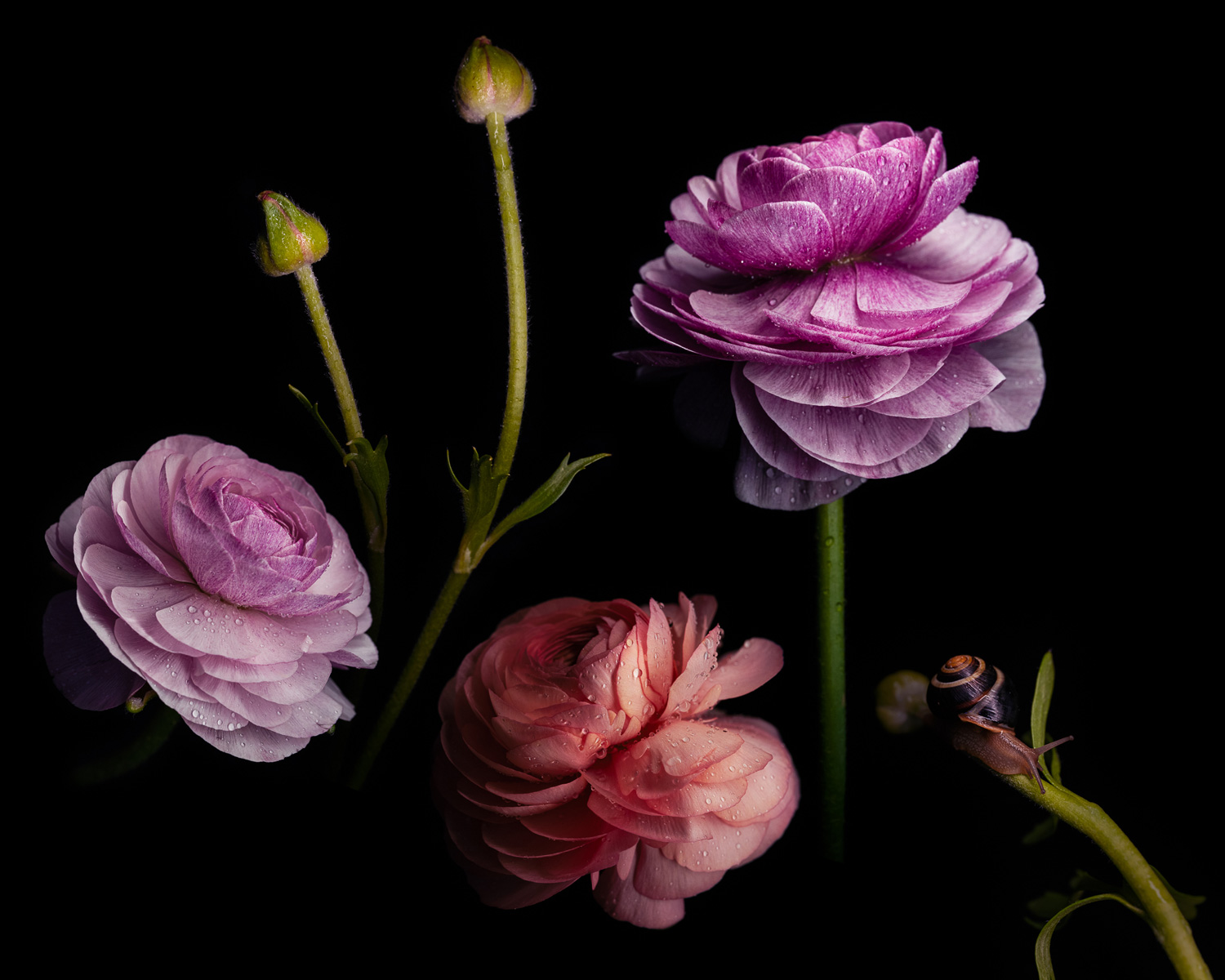 Taken with Sigma 70mm F2.8 DG Macro Art Lens
