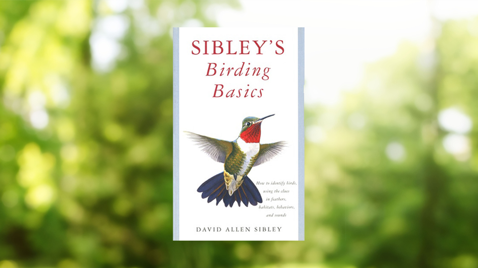 Sibley Guides Birding Basics