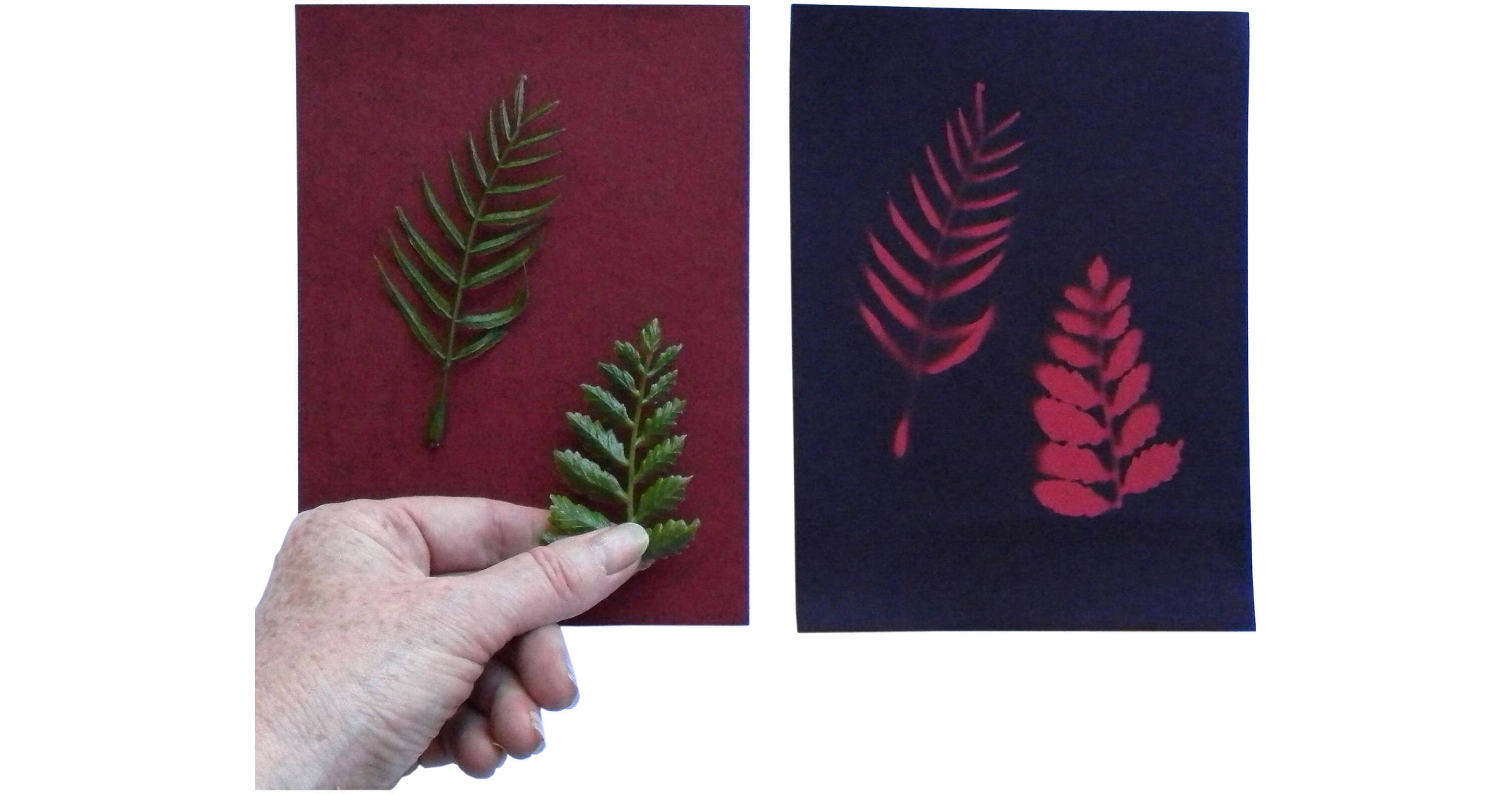 Cyanotype Store Cyanotype Paper 161671755562 B&H Photo Video
