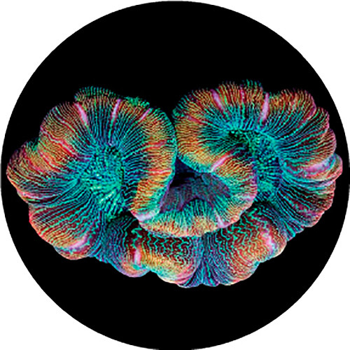 Rosco Floating Coral Color Breakup 